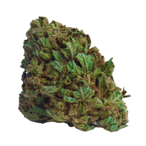 Fresh Cannabis ACDC Marijuana Strain