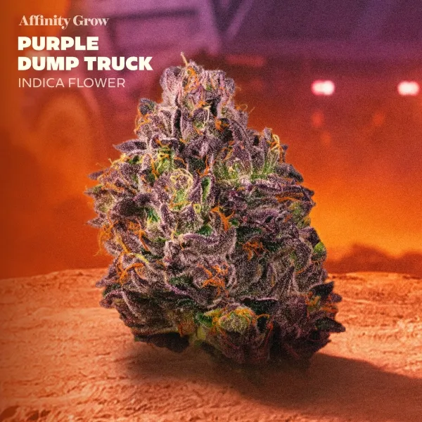 Affinity Grow Purple Dump Truck Flower 3.5g Whole Flower