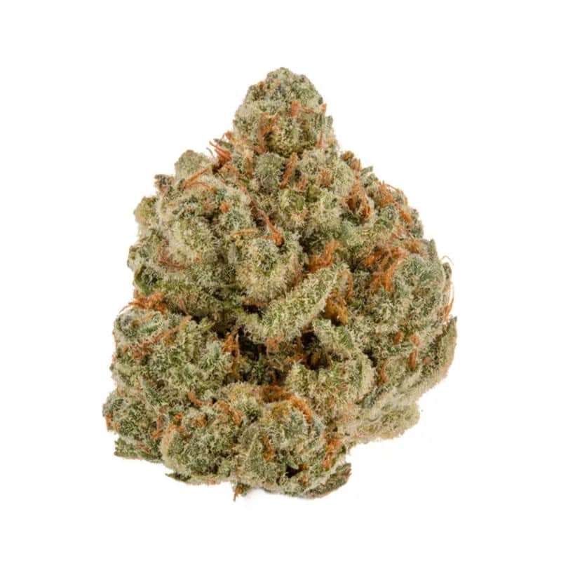Fresh Cannabis Cheetah Piss Weed Strain