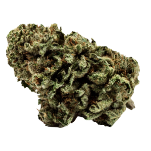 Fresh Cannabis City Slicker Cannabis Strain