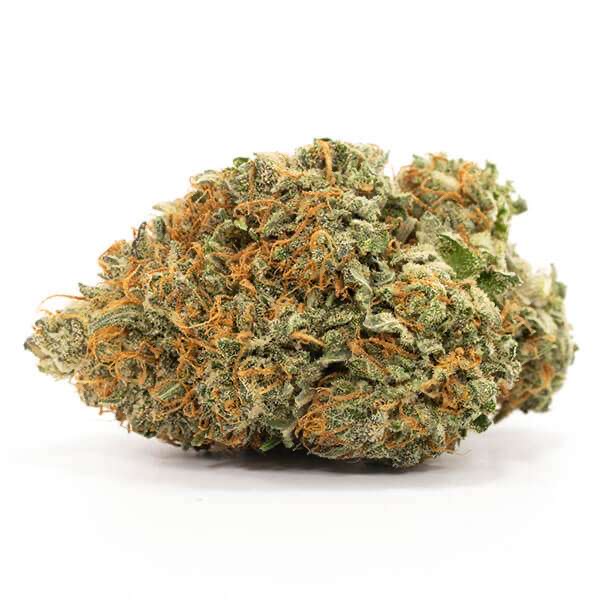 Fresh Cannabis Comatose Marijuana Strain