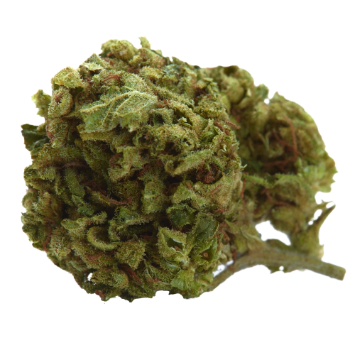 Fresh Cannabis Cookies Gary Payton Marijuana Strain