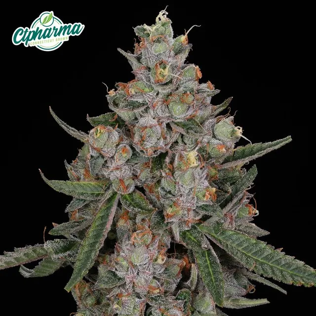 CTPharma Tuscan Gelato 3.5g Whole Flower