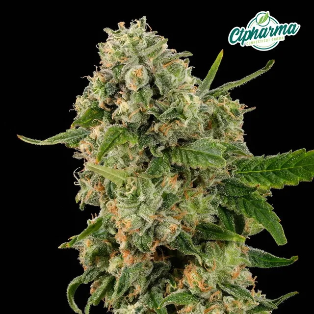 CTPharma Zuava 3.5g Whole Flower