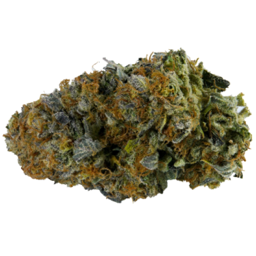 Fresh Cannabis Hogs Breath Marijuana Strain