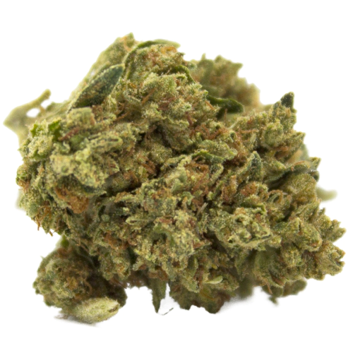 Fresh Cannabis Jesus OG Marijuana Strain