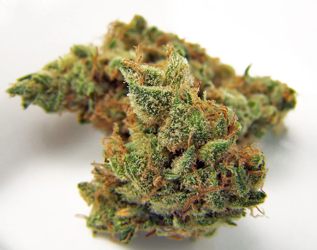 Ever Leaf Dispensary Jillybean Cannabis Strain