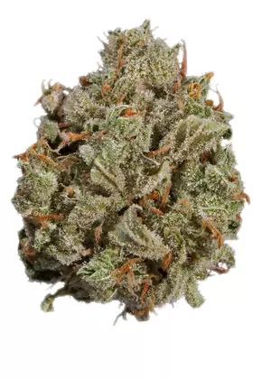 Fresh Cannabis Jupiter OG Cannabis Strain