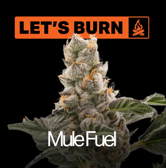 Let's Burn Mule Fuel 3.5g Whole Flower