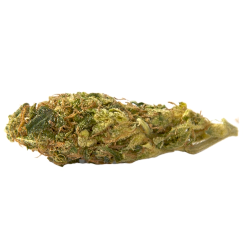 Fresh Cannabis Nicole Kush Marijuana Strain