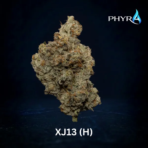 Phyra XJ 13 3.5g Whole Flower
