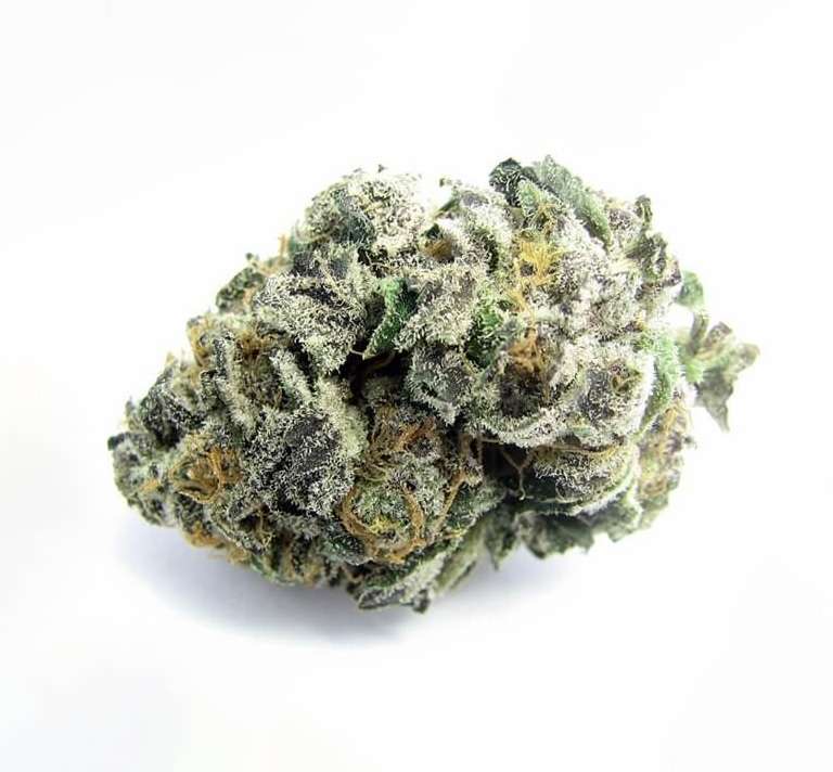 Fresh Cannabis Platinum Girl Scout Cookies Marijuana Strain