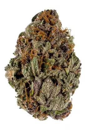 Ever Leaf Dispensary Plum Crazy Marijuana Strain