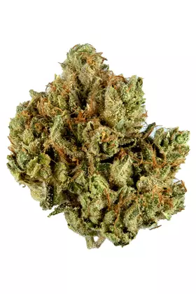 Ever Leaf Dispensary Stardust OG Cannabis Strain